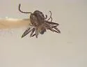 Dorymyrmex smithi - photo 5
