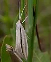 Double-lined Doryodes Moth - Hodges#8765