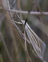 Double-lined Doryodes Moth - Hodges#8765 - photo 2