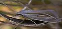 Double-lined Doryodes Moth - Hodges#8765 - photo 3