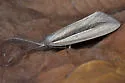 Double-lined Doryodes Moth - Hodges#8765 - photo 4