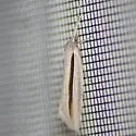 Double-lined Doryodes Moth - Hodges#8765 - photo 5