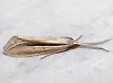 Doryodes fusselli - Hodges#8767.1