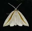 Doryodes latistriga - Hodges#8767.2