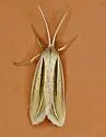 Doryodes latistriga - Hodges#8767.2 - photo 2