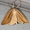Dull Doryodes Moth - Hodges#8767 - photo 3