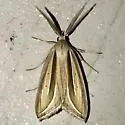 Dull Doryodes Moth - Hodges#8767 - photo 4
