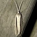 Dull Doryodes Moth - Hodges#8767 - photo 5
