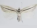 Doryodes tenuistriga - Hodges#8768 - photo 2