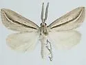 Doryodes tenuistriga - Hodges#8768 - photo 3