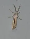 Doryodes tenuistriga - Hodges#8768 - photo 4