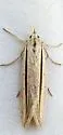 Doryodes tenuistriga - Hodges#8768 - photo 5