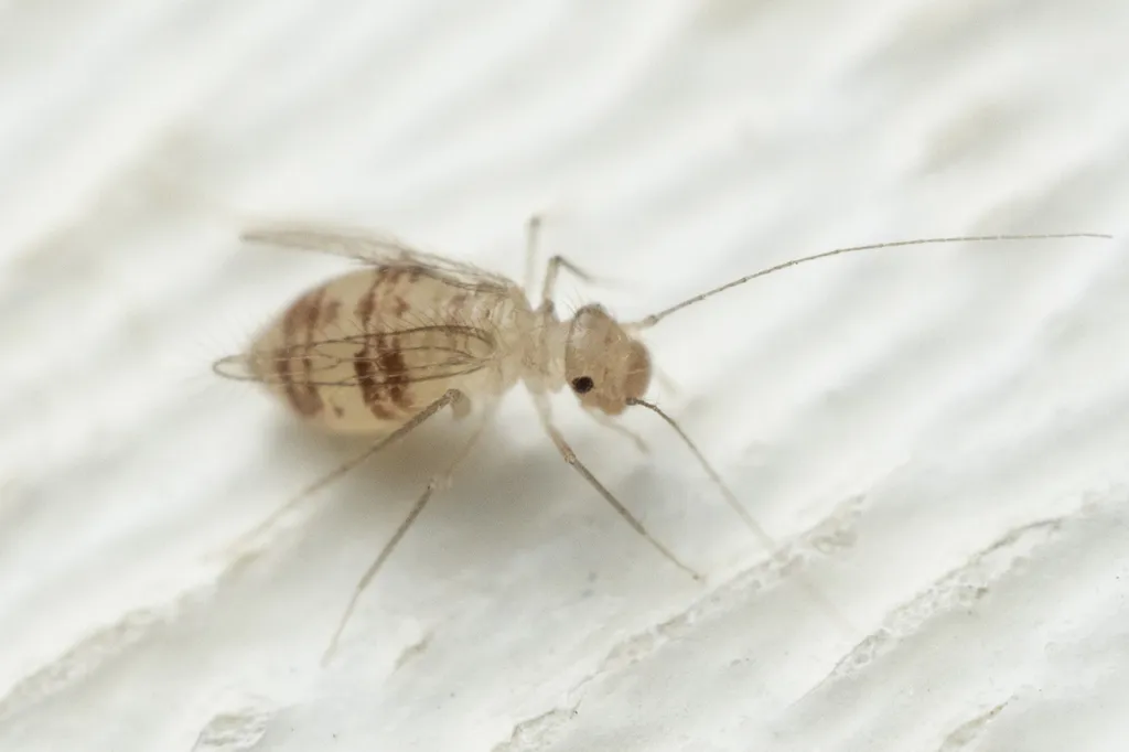Dorypteryx domestica