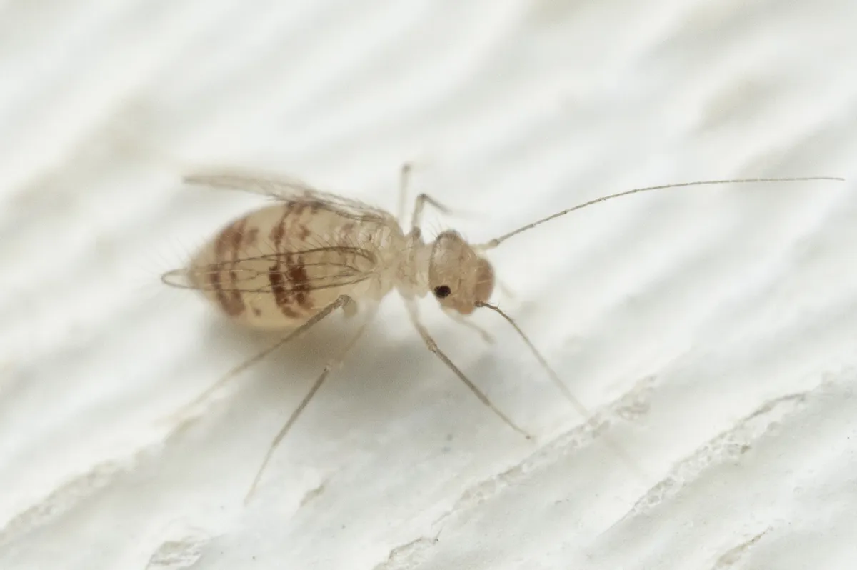 Dorypteryx domestica - photo 3