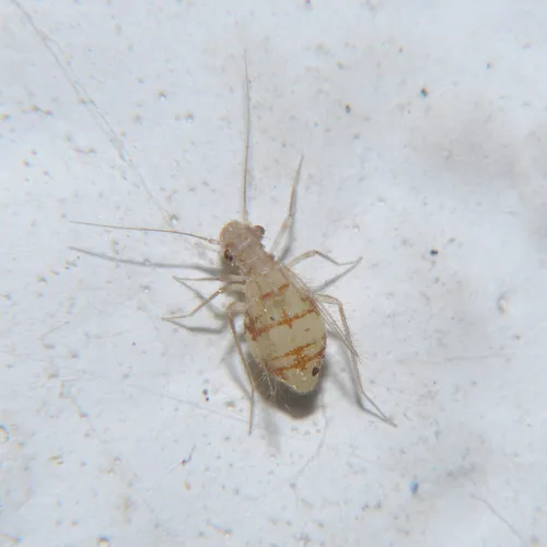 Dorypteryx longipennis