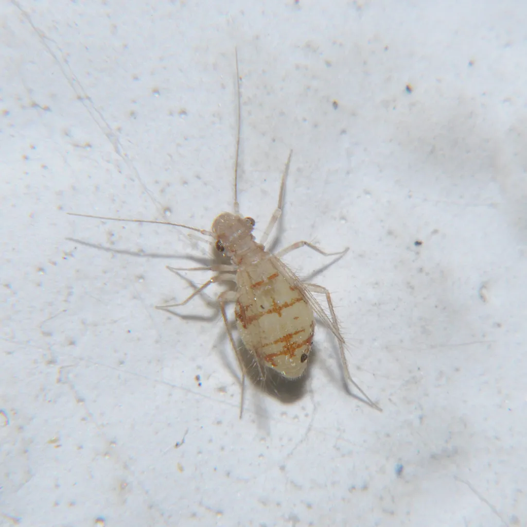 Dorypteryx longipennis - photo 2