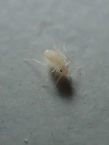 Dorypteryx pallida