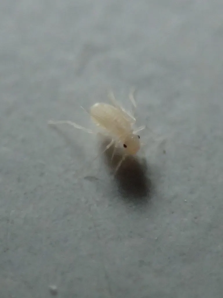 Dorypteryx pallida - photo 2