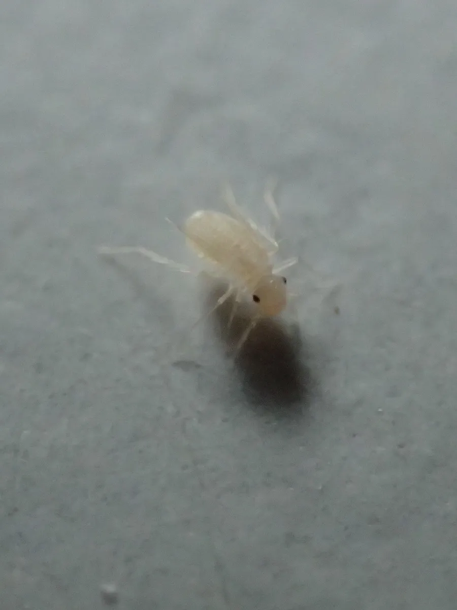 Dorypteryx pallida - photo 3