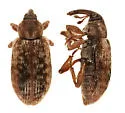 Dorytomus brevicollis