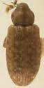 Dorytomus brevicollis - photo 2