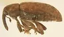 Dorytomus brevicollis - photo 3