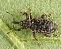 Dorytomus brevicollis - photo 4