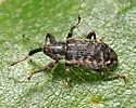Dorytomus brevicollis - photo 5
