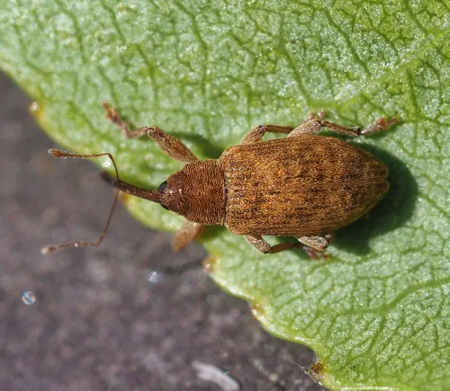 Dorytomus filirostris