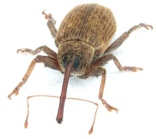 Dorytomus filirostris - photo 2