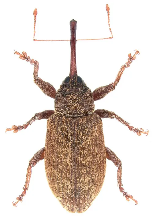 Dorytomus filirostris - photo 3
