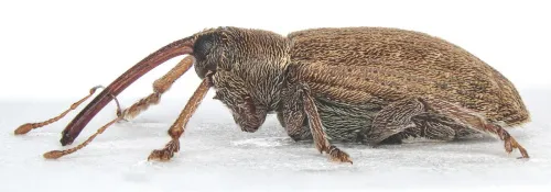 Dorytomus filirostris - photo 4