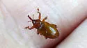 Dorytomus frostii