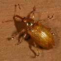 Dorytomus frostii - photo 2
