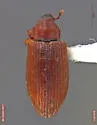 Dorytomus frostii - photo 3