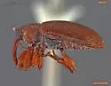 Dorytomus frostii - photo 4