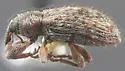Dorytomus hystricula