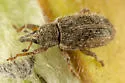 Dorytomus hystricula - photo 2