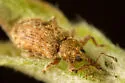 Dorytomus hystricula - photo 3