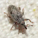 Dorytomus hystricula - photo 4
