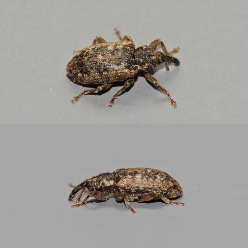 Dorytomus ictor