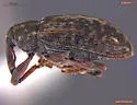 Dorytomus imbecillus - photo 2