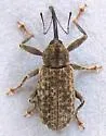 Dorytomus inaequalis - photo 2