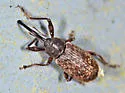 Dorytomus inaequalis - photo 3