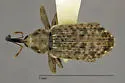 Dorytomus inaequalis - photo 4