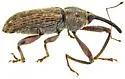 Dorytomus inaequalis - photo 5