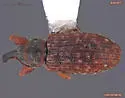 Dorytomus lecontei - Dorytomus lecontei