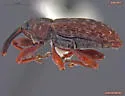 Dorytomus lecontei - photo 2