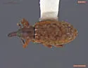 Dorytomus leucophyllus - Dorytomus leucophyllus