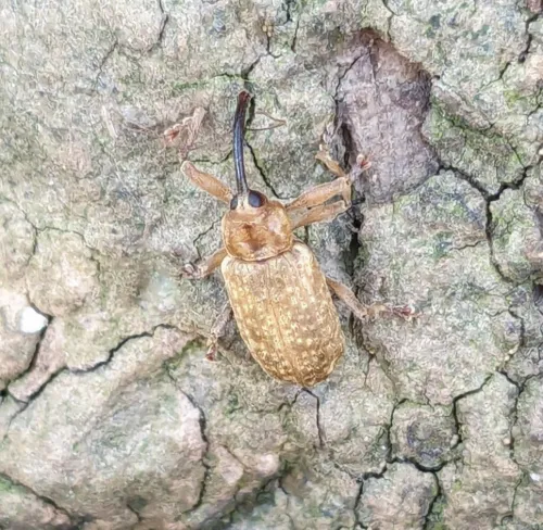 Dorytomus longimanus - photo 2